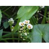 50 Sagittaria montevidensis SEEDS- Giant Aztec Arrowhead - Aquatic Pond