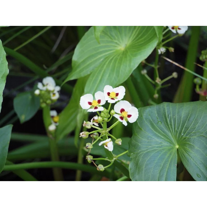 50 Sagittaria montevidensis SEEDS- Giant Aztec Arrowhead - Aquatic Pond