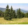 CZ Grain Norway Spruce Tree Seeds 50 Seeds Beautiful Evergreen