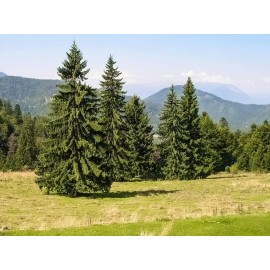 CZ Grain Norway Spruce Tree Seeds 50 Seeds Beautiful Evergreen Tree Seeds Picea Abies