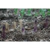 20 Asparagus Crown - Asparagus - Purple Passion 2 Year