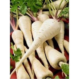 CEMEHA SEEDS - Seeds Wild Parsnip Non GMO Vegetable for Planting