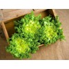 NIKA SEEDS - Vegetable Curly Endive Frisee Heirloom for Salads