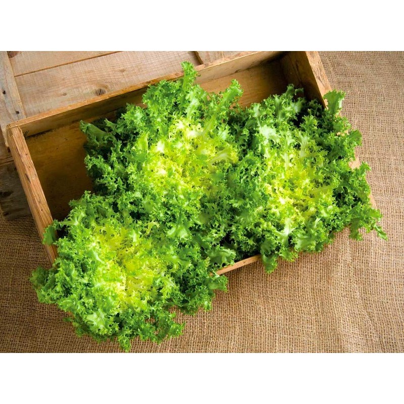 NIKA SEEDS - Vegetable Curly Endive Frisee Heirloom for Salads
