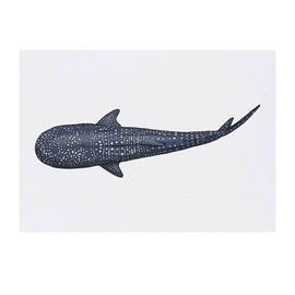 'Whale Shark' Temporary Tattoo - Water Resistant, Skin-Safe, Non-Toxic Transfer (TO00071805)