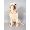 Amber Dog Cat Chain Collar for Protection Against Ticks, Baltic