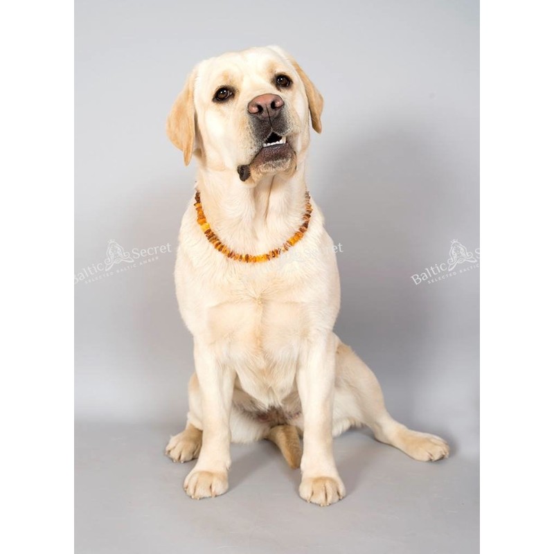 Amber Dog Cat Chain Collar for Protection Against Ticks, Baltic