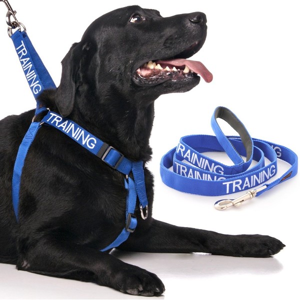 TRAINING (Dog In Training/Do Not Disturb) Blue Colour Coded L-XL