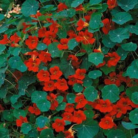 Outsidepride 400 Seeds Annual Nasturtium Empress of Indian Cimbing Vine Flower Seed Mix for Planting