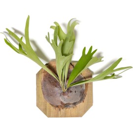 Air Plant Shop Staghorn Fern on Cedar Plank-Bulk/Who