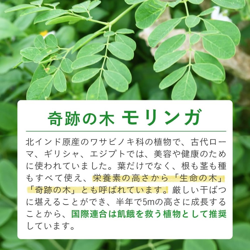 沖縄県産 モリンガ 150粒 タブレット 無農薬栽培 着色料 保存料 不使用 シードコムス