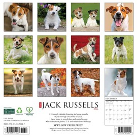 Jack Russells 2026 12" x 12" Wall Calendar