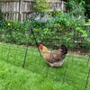Heavy Duty Chicken Run Tunnel for Yard & Outside, Foldable