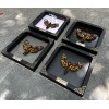 Real Framed Death Head Moth Acherontia Entomology Wooden Frame Taxidermy