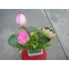 Plastic Artificial Lotus Flower with White Square Procelain Pot