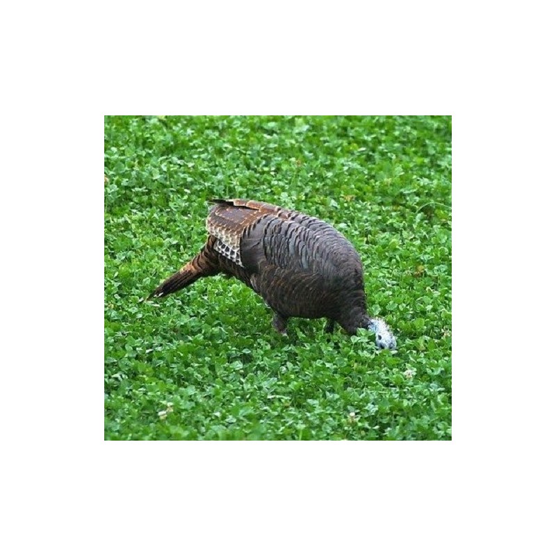 Feeders Outdoors 3lbs JUMBO LADINO WHITE CLOVER Seed For Deer