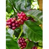 Café Mesa de los Santos – Premium Colombian Whole Bean