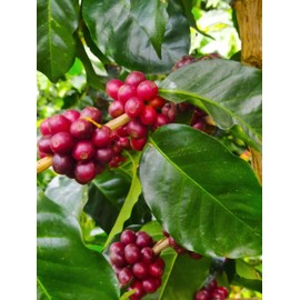 Café Mesa de los Santos – Premium Colombian Whole Bean Coffee, Medium Roast, 16 Ounce Bag – Organic Certified, Hand Picked, Shade grown, single origin, roasted at origin