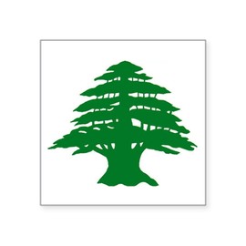 CafePress Cedar Tree of Lebanon Oval Sticker Square Bumper Sticker Car Decal