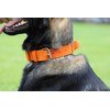 DINGO GEAR Drago Leather Dog Collar, Amortized with Strong Wide