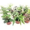 Mini Terrarium Plants (6 Plants) (2" Pots) Fairy Garden Plants