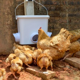 mozoba Automatic Chicken Feeder Set Hanging Chicken Feeder No Waste Poultry Feeder Kit 20lb Chicken Feed Container