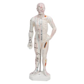 Human Body Acupuncture Model Professional Portable Meridian Points Model for Science Class Education 10.2in