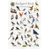 Where's Wildlife Backyard Birds of Connecticut - Laminated Bird Identification