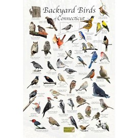 Where's Wildlife Backyard Birds of Connecticut - Laminated Bird Identification Poster Chart (12" x 18")