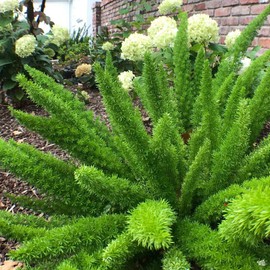 Foxtail Fern Myers | 2 Large Gallon Size Plants | Live Asparagus Densiflorus Myersii | Unique Tropical Landscape Groundcover