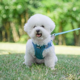 AIITLE No Pull Harness for Small Dogs - Step in Puppy Harness with Super Breathable Mesh, Reflective Adjustable Pet Harness for Outdoor Walking, Training for Small Dogs, Cats Turquoise XS