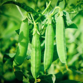 30+ Seed Oregon Giant Snow Pea Seed for Planting Outdoor-Non-GMO Heirloom Vegetables Seed Plant in Your Containers Home Garden