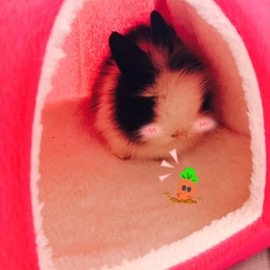 FLAdorepet Rabbit Guinea Pig Hamster House Bed Cute Small Animal Pet Winter Warm Squirrel Hedgehog Chinchilla House Cage Nest Hamster Accessories (9" 9" 10", A-Red)