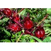 50 Jamaican Sorrel Seeds, Florida Cranberry, Indian Roselle, Hibiscus Sabdariffa