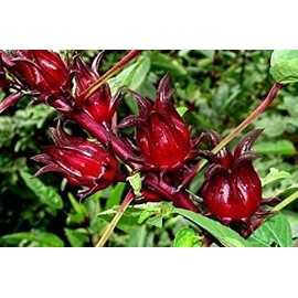 50 Jamaican Sorrel Seeds, Florida Cranberry, Indian Roselle, Hibiscus Sabdariffa