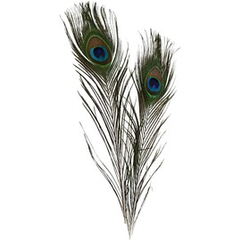 Peacock feathers, L: 25-30 cm, 10 pcs