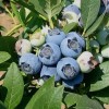 Unbranded 4 Biloxi Blueberry Fruits Live Plants Southern Highbush Four