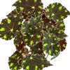 Begonia Tiger’s Paw – Rare Furry Leaf Begonia in 4”