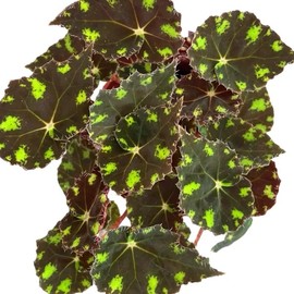 Begonia Tiger’s Paw – Rare Furry Leaf Begonia in 4” Pot | Easy Indoor Plant