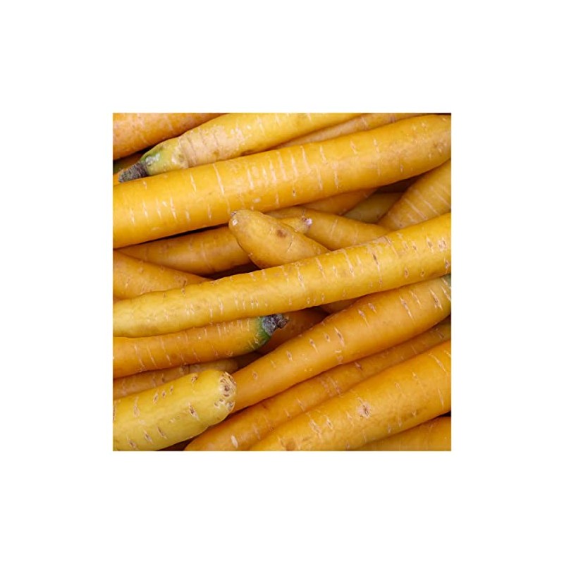 Everwilde Farms - 1 Oz Organic Solar Yellow Carrot Seeds