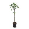 American Plant Exchange Live Gala Apple Tree, Fruit-Bearing Plant Pot