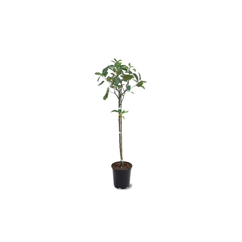 American Plant Exchange Live Gala Apple Tree, Fruit-Bearing Plant Pot