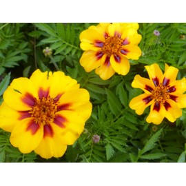 300 Naughty Marietta French Marigold Seeds 1+ Grams of Seeds Non GMO Heirloom USA Harvested pollinator bee Butterfly Dwarf Marigold