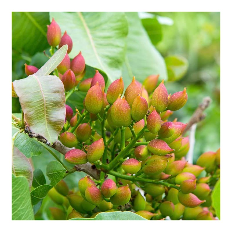 Wilderness Poets, Organic California Pistachios - Roasted with Sea Salt,