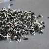 Whole Sunflower Sprouting Seeds: 5 Gram Packet ~250 Seeds -