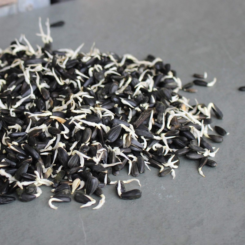Whole Sunflower Sprouting Seeds: 5 Gram Packet ~250 Seeds -