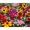Earthcare Seeds Butterfly Garden Flower Seeds 1,000 Seeds - Heirloom