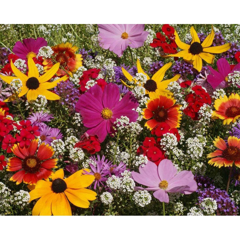 Earthcare Seeds Butterfly Garden Flower Seeds 1,000 Seeds - Heirloom