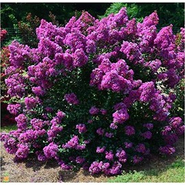 First Editions® Purple Magic Dwarf Crape Myrtle - Live Plant - Full Gallon Pot