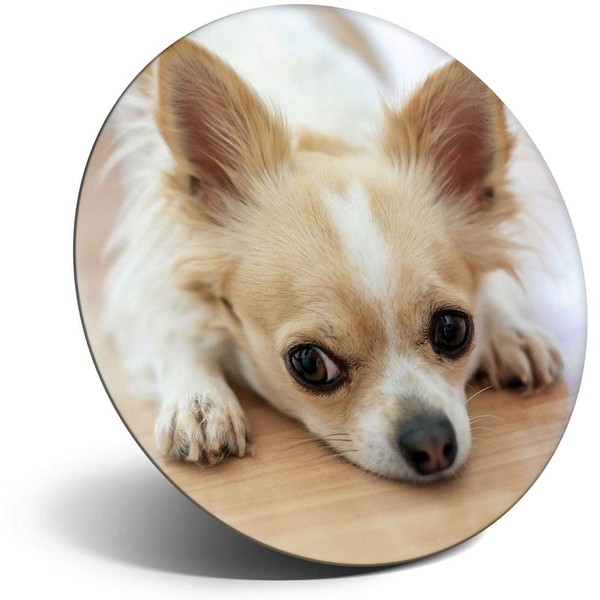 Destination Vinyl ltd Magnet for Refrigerator, Fridge - Cute Chihuahua